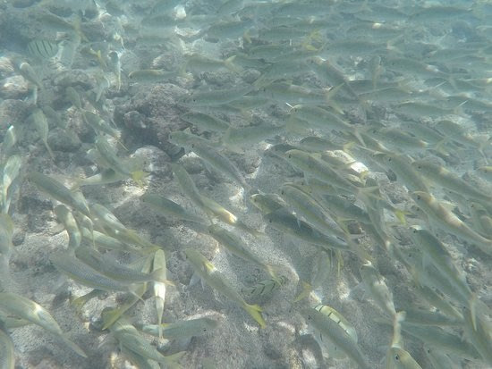 剛下水就能看到非常多這種銀色的魚。來源
