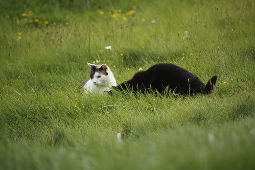 Zorro Stole Buddy's Mouse  13