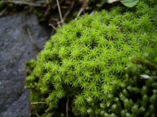 苔をインテリアに取り入れましょう 育て方とおしゃれなデザイン