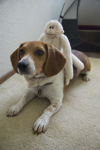 2008-06-07 Beagle Meetup and Monkey on Sallys Back-6