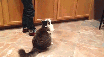 Cat Cats Patrick Headbutt Head Butt Gif For Fun Businesses In Usa