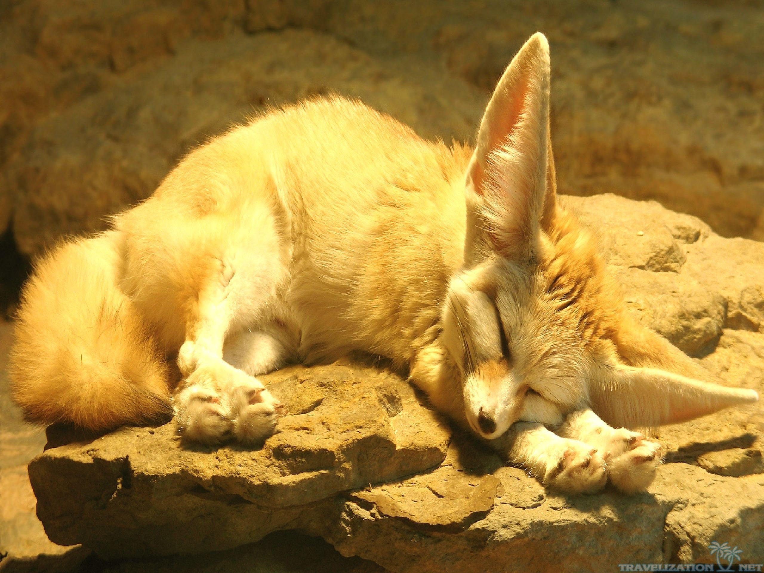 Animal Fox Quotes Wisdom. QuotesGram