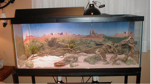 Iguana-habitats