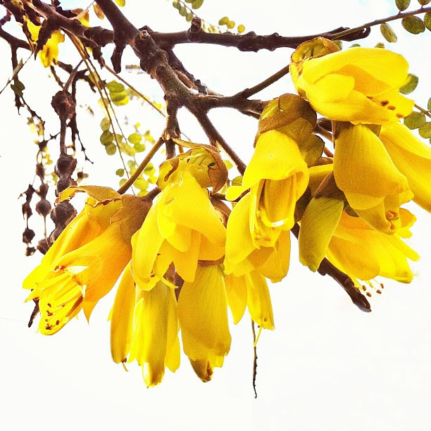 Kowhai. Our new-to-us tree in the front yard is going to be glorious.