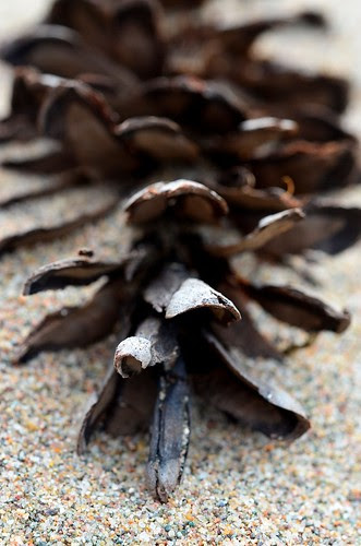 sea cone_009