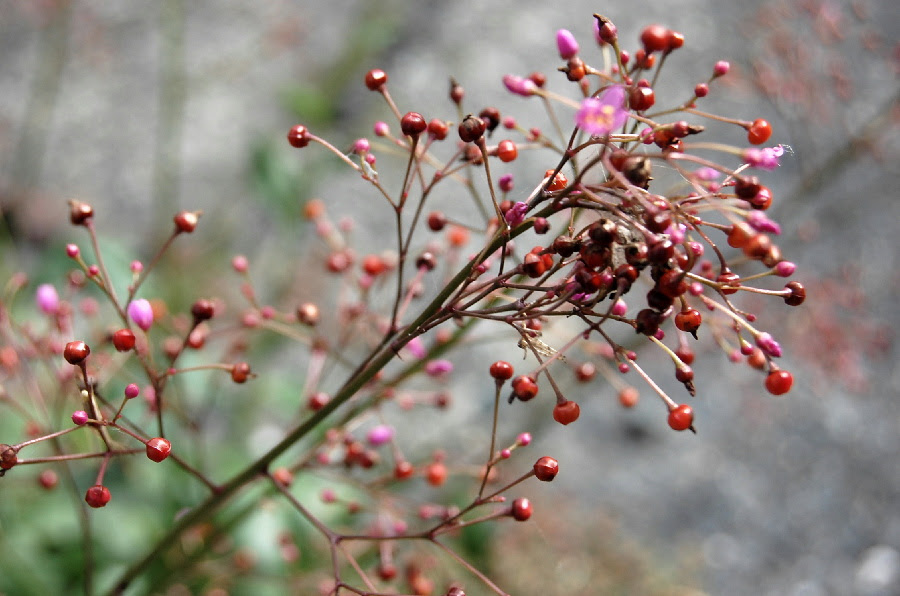 赤い実とピンクの花 名前わかりますか ｂｉｎ の この記なんの記