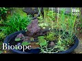 ビオトープ 立ち上げ方 136651-ビオトープ 立ち上げ方