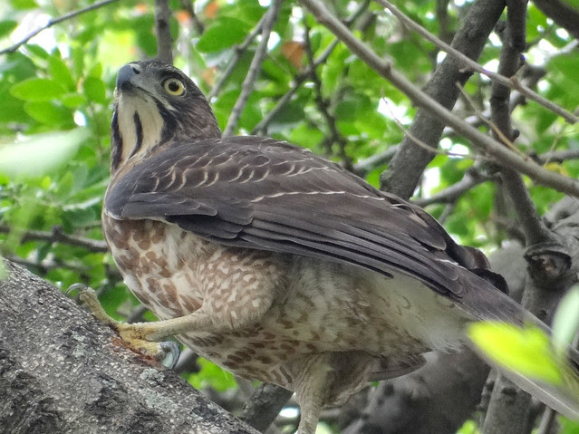 鳳頭蒼鷹/無限台南