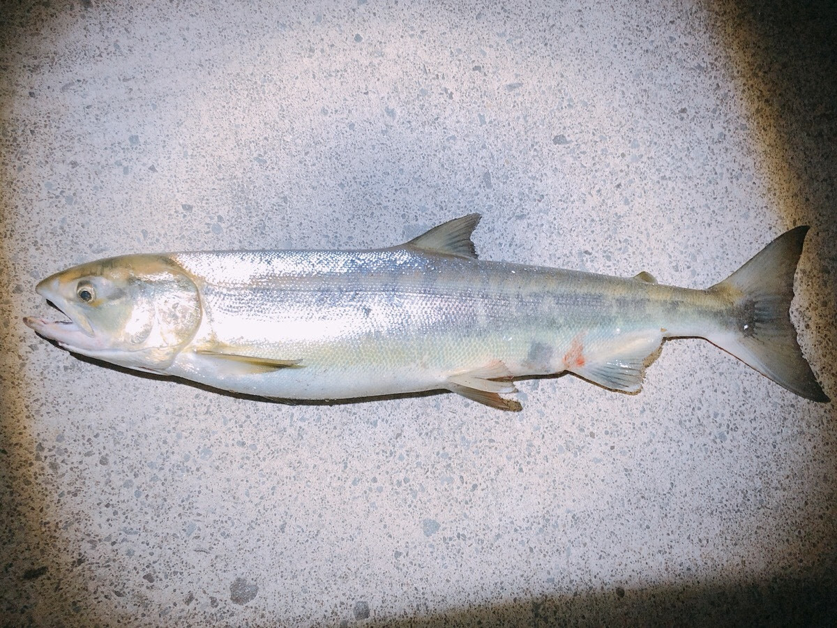 今年初の鮭釣りは餌 ルアー無しの仕掛けでイクラをゲット グッドハンドフィッシングin北海道
