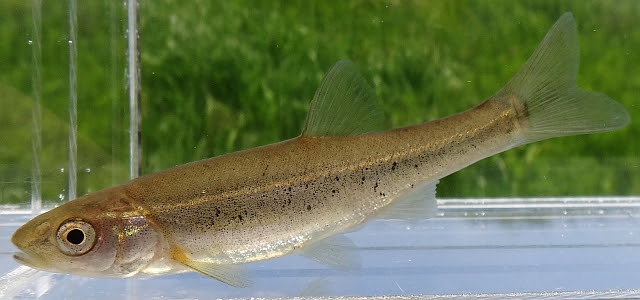 日本淡水魚 アブラハヤ