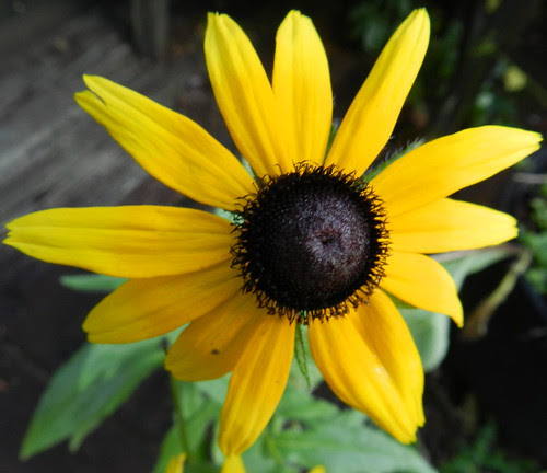 todayflowersDSCN9219