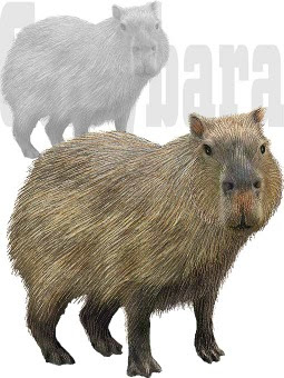 カピバラのイラスト 条件付フリー素材集