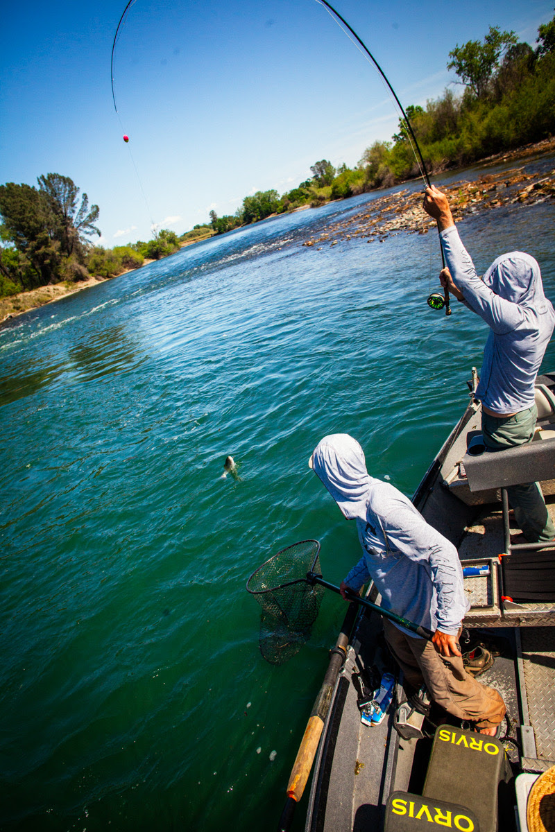 Rogue River Fly Fishing | Wild Waters Fly Fishing