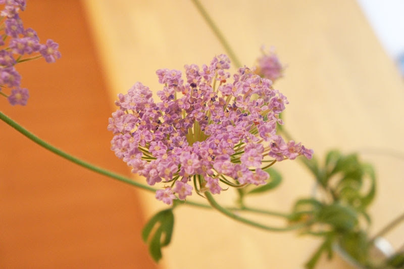 ブルーレースフラワー 花言葉