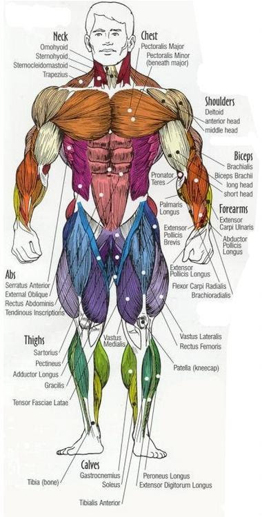 Human Body Webquest - Teaching Savvy