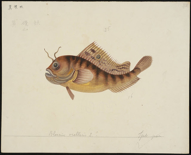 Blennius ocellaris L. [qstnmrk] [Blennius ocellaris Linnaeus, 1758]