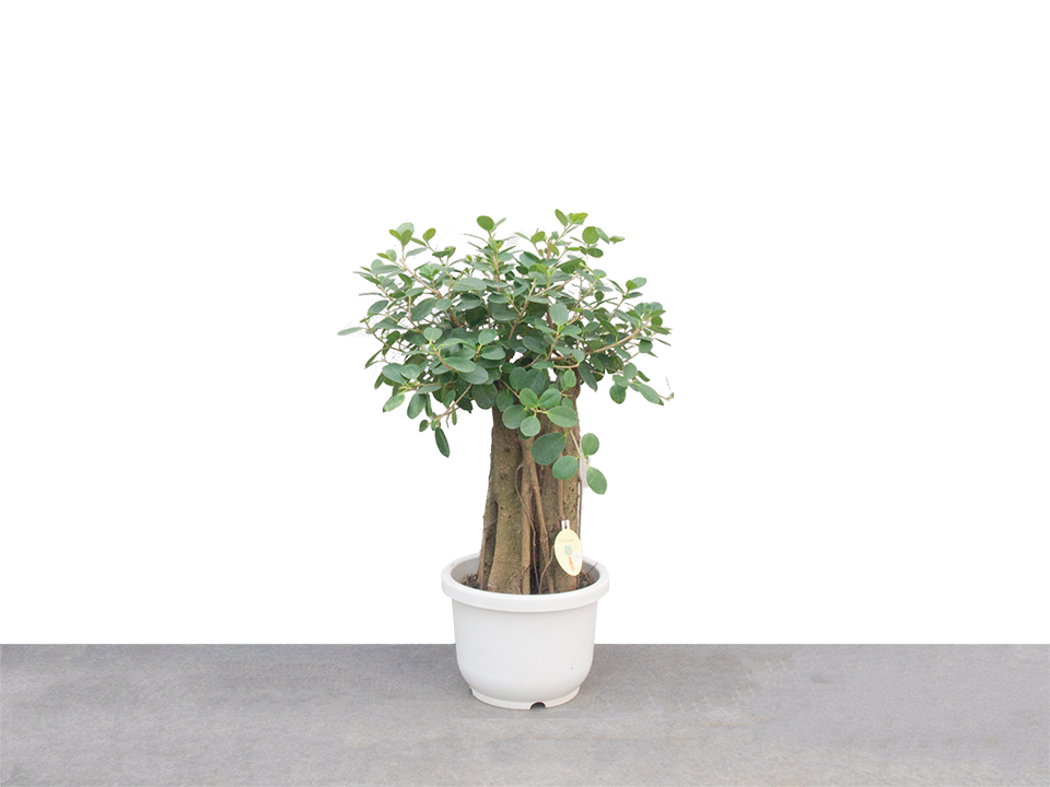 パンダ ガジュマル