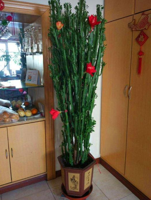 特别耐阴的室内植物这4种很适合养 家里 装修保障网