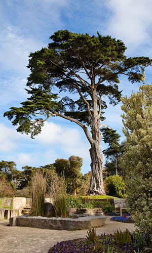 Monterey Cypress (cupressus macrocarpa)