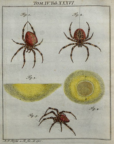 Spiders V.4