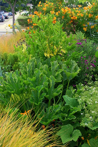 front yard veggies3