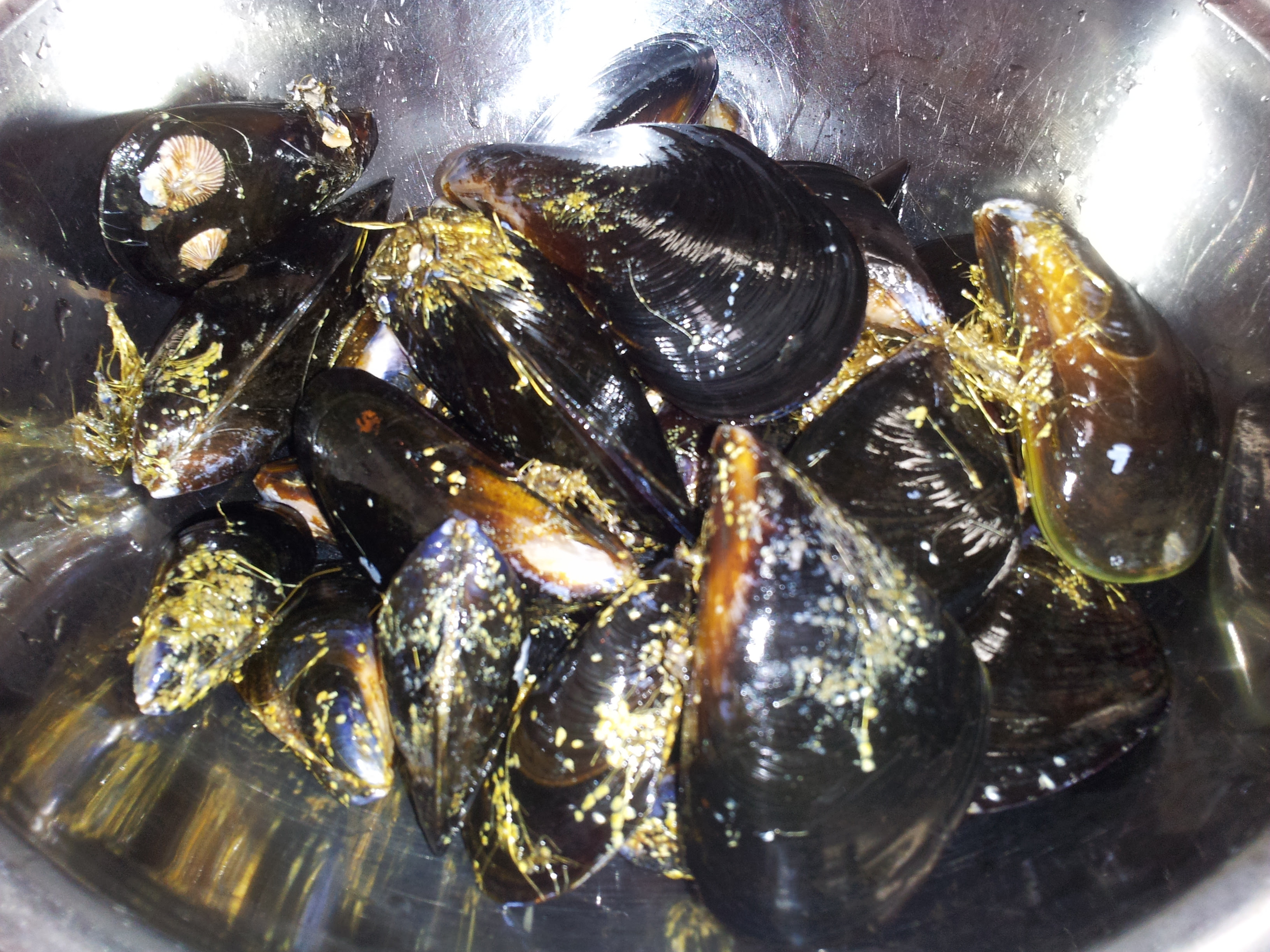 ムール貝の白ワイン蒸し 築地魚群ブログ