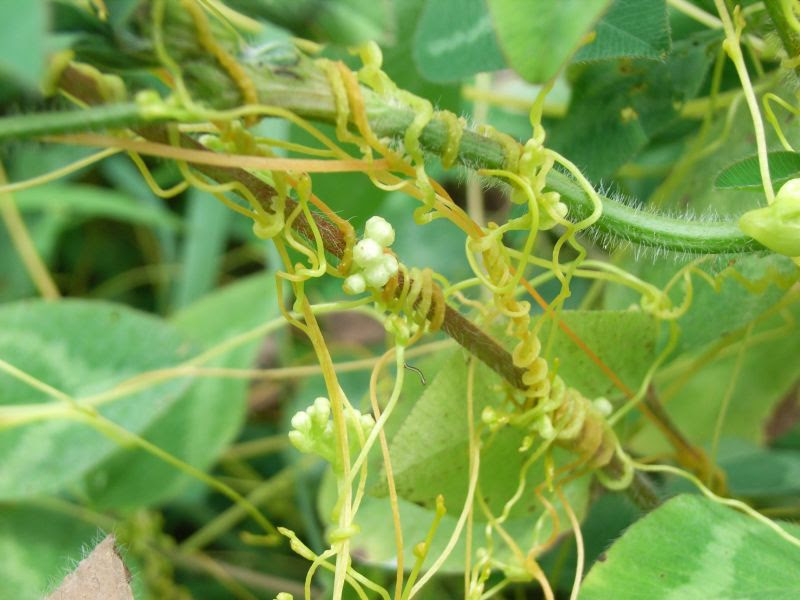 つる植物一覧