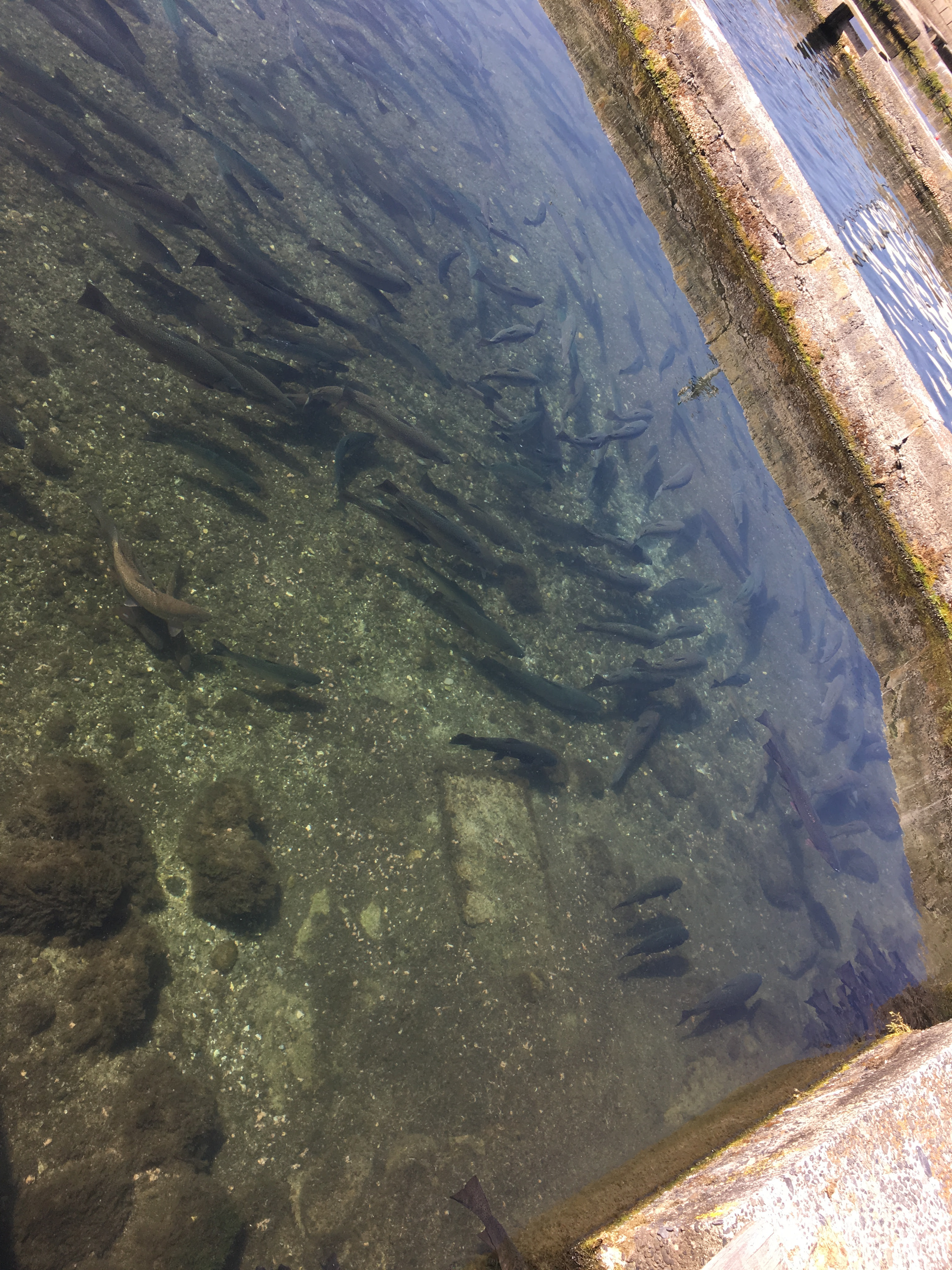 デカマス爆釣 釣り仲間とエリアトラウト行ってきました 読むだけで釣果ｕｐ 南信フィッシングガイドブログ