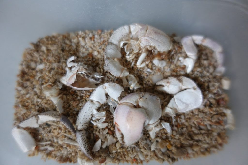 オカヤドカリの脱皮の頻度と期間 砂に潜って出てこなくても待つべき期間 熱帯魚の飼育方法
