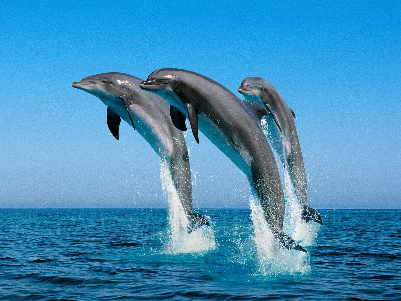 All about Dolphins | 373R Goes Green to Stay Blue