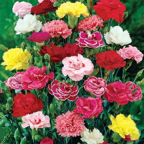 Cara Menanam dan Merawat Bunga Carnation BibitBunga com Cara Menanam dan Merawat Bunga Carnation BibitBunga com