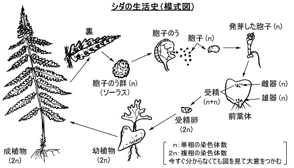 街なかに見るシダ植物 街なかのシダのなかま