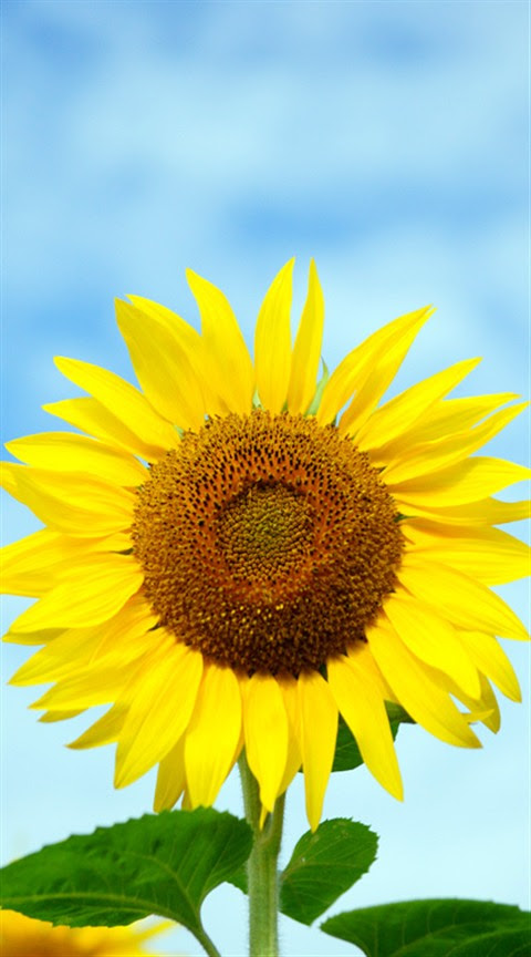 向日葵 ﾋﾏﾜﾘ の 待ち受け 壁紙