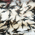 Giant Alligator Gar Teeth - It can be distinguished from other gar by two rows of teeth in the .