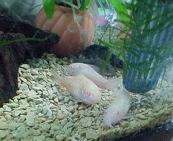 ウズラとコリドラス シー ズー犬 ランとリンの隠れ家 楽天ブログ