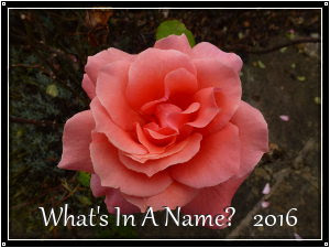 What's In A Name 2016 logo