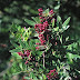 Piante Gialle Macchia Mediterranea / Piante Gialle Macchia Mediterranea - 6 In Viaggio Nella ... : È la sezione principale del forum, dedicata a tutti gli aspetti della frutticoltura amatoriale in italia.