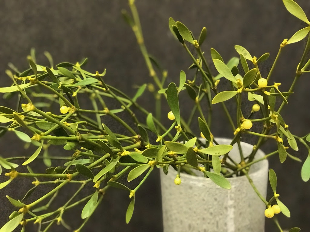 すべての花の画像 これまでで最高の宿り木 花言葉