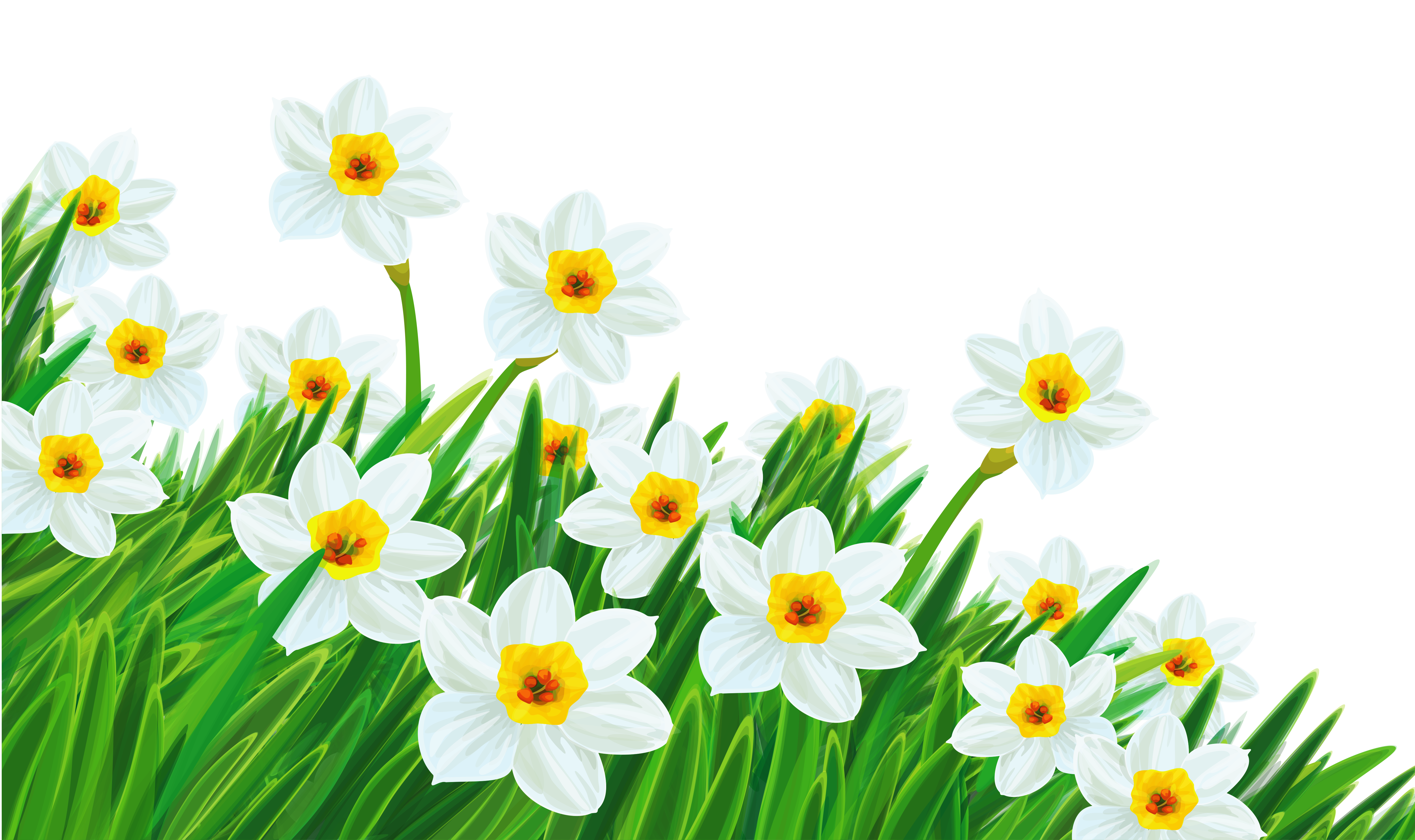 Green daffodil clipart 20 free Cliparts | Download images ...