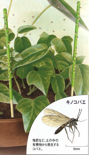 観葉植物に群がるコバエがビッシリとれる ハエとり棒 園芸用 の通信販売