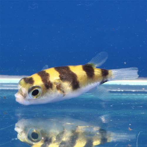 人になつきやすい かわいいフグを飼ってみよう 熱帯魚 アクアリウム情報マガジン