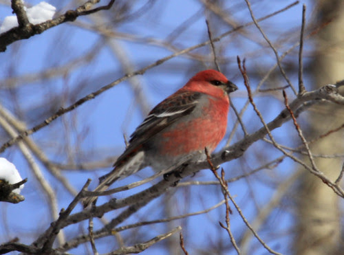 Pine Grosbeak