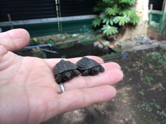 カメ池近況 とりあえずやってみる