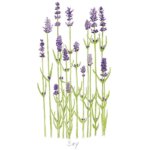 季節で見る花々ギャラリー Say Gallery