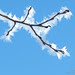 hoar-frost-detail-10