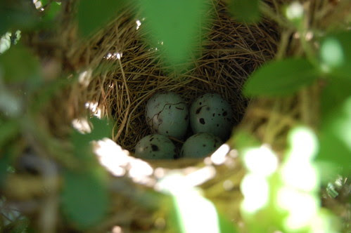 Red Winged Blackbird Eggs