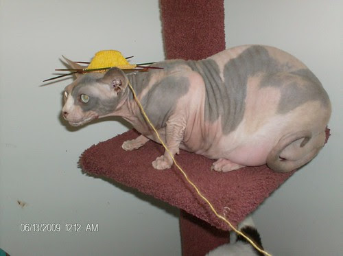 Hairless Sphynx Sphinx cat with knitted wool sock toe up rainbow stripes