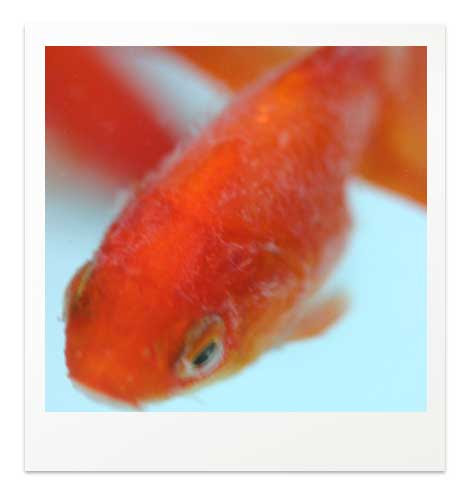 白点病の見分け方と治療法 写真で比べる白点病と間違いやすい症状 金魚飼育マニュアル 木苺共和国