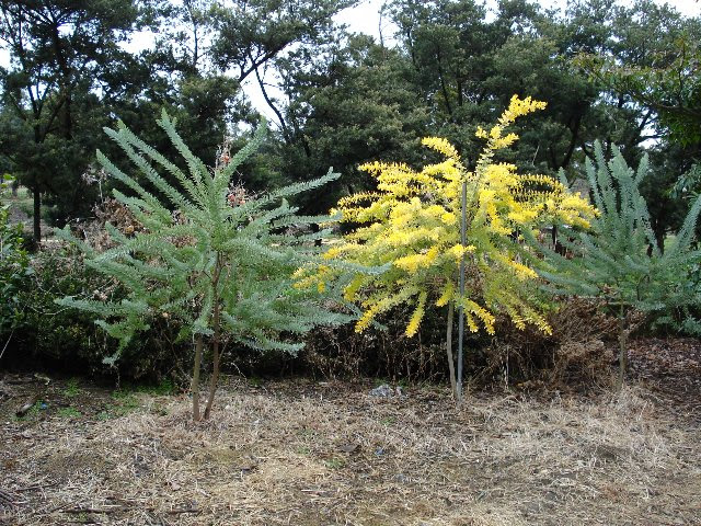 とにかく花時期なのでアカシア特集だ ３０種オンパレード