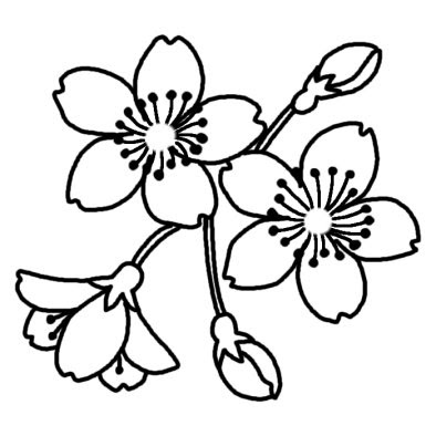 サクラ2 サクラ 桜 春の花 無料 白黒イラスト素材